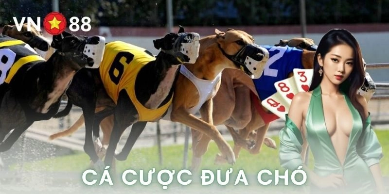 Bức tranh pháp lý quanh cá cược đua chó