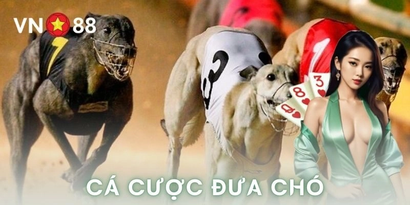 Cá cược đua chó – Trò chơi tốc độ khiến dân chơi say mê
